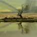 Leighton Moss